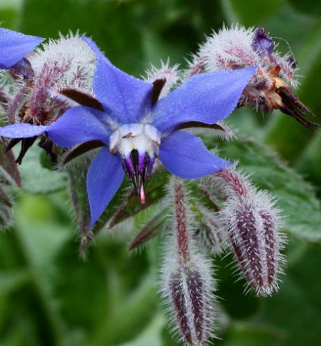 Borago officinales Borage seeds