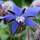 Borago officinales Bourrache graines