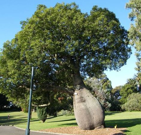 Brachychiton rupestris Queensland Bottle Tree