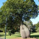 Brachychiton rupestris Queensland-Flaschenbaum Samen
