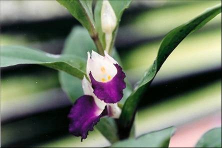 Brachycorythis helferi orchids seeds