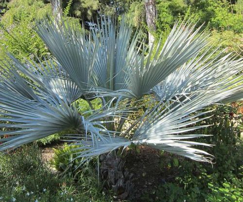 Brahea sp. Super Silver Silver Rock Palm seeds