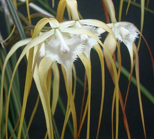 Brassavola cucullata orchids seeds