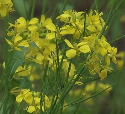 Brassica nigra Hot English Mustard seeds