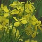 Brassica nigra Scharfer englischer schwarzer Senf Samen