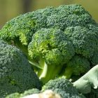 Brassica oleracea Broccoli Waltham graines