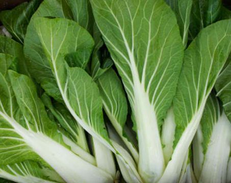 Brassica rapa Pak Choi Canton White seeds