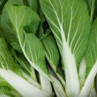 Brassica rapa Chinesischer Kohl Pak choi wei? Samen