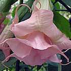 Brugmansia Ecuador Pink  semi