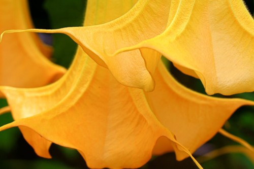 Brugmansia Orange Glory Angels Trumpet seeds