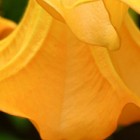 Brugmansia Orange Glory  semillas