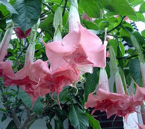 Brugmansia Pink Delight angels trumpet seeds