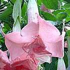 Brugmansia Pink Delight Engelstrompete Samen
