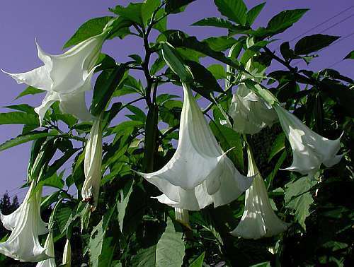 Brugmansia arborea angels trumpet seeds