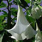 Brugmansia arborea