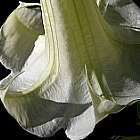 Brugmansia double white