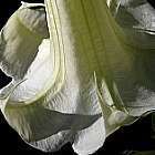 Brugmansia double white  cемян