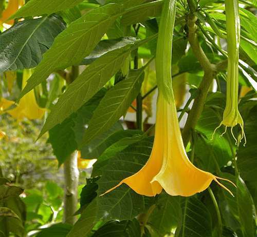 Brugmansia pumpkin yellow angels trumpet seeds