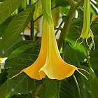 Brugmansia pumpkin yellow