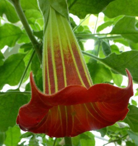 Brugmansia sanguinea Red Angels Trumpet seeds