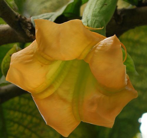 Brugmansia sanguinea Aurea Golden Angels Trumpet seeds