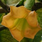 Brugmansia sanguinea Aurea Goldene Engelstrompete Samen