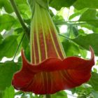 Brugmansia sanguinea Rote Engelstrompete Samen