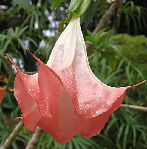 Brugmansia suaveolens angels trumpet seeds