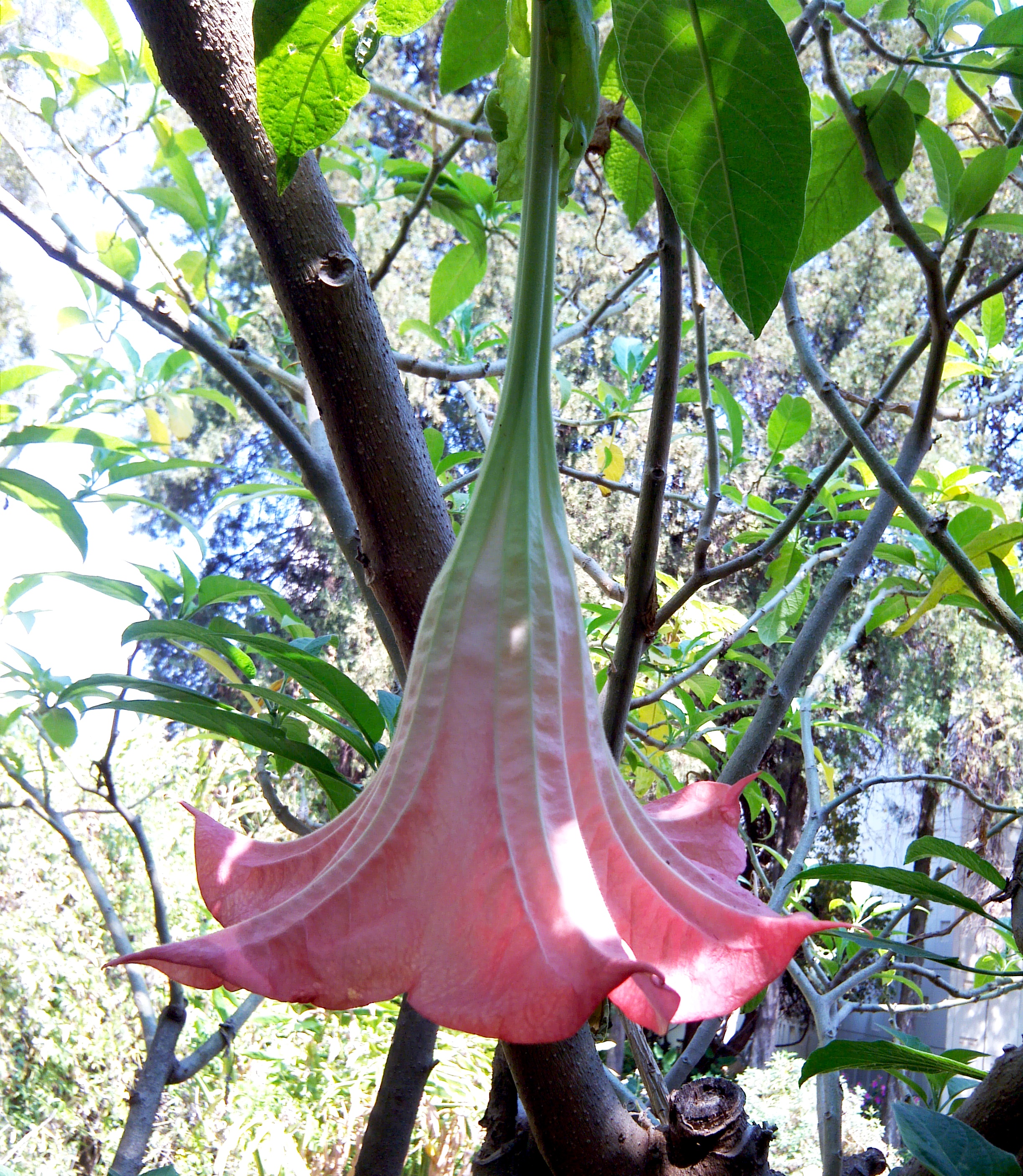 Brugmansia suaveolens Pink  semi