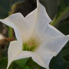 Brugmansia suaveolens White