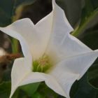 Brugmansia suaveolens White  semillas