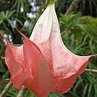 Brugmansia suaveolens ﻿Бругмансия душистая, Труба ангела	

 cемян