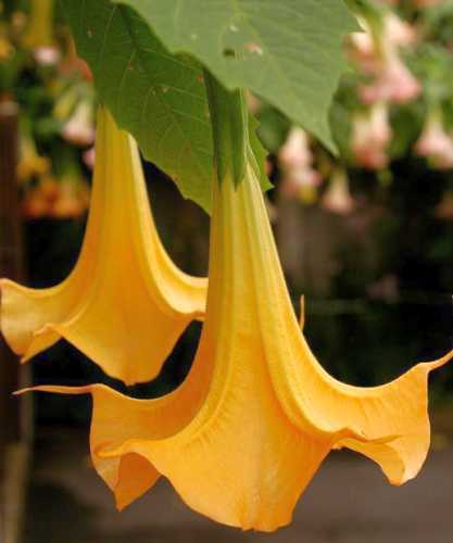 Brugmansia versicolor angels trumpet seeds