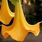 Brugmansia versicolor Engelstrompete Samen