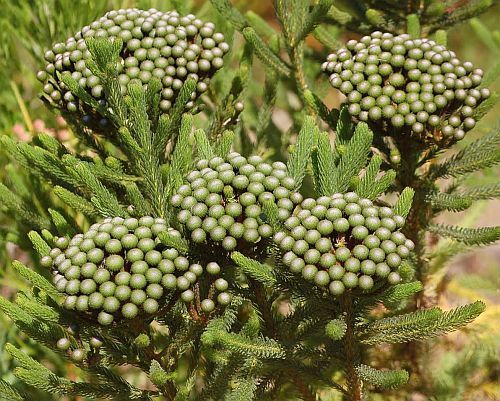 Brunia albiflora white-flowered brunia - coffee-scented brunia seeds