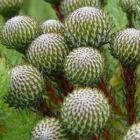 Brunia albiflora coffee bush fleurs blanches Brunia graines