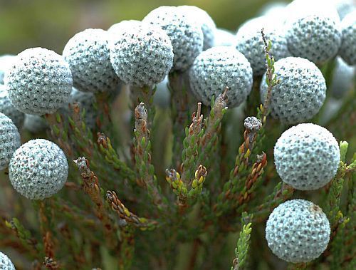 Brunia laevis silver Brunia seeds