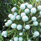 Brunia nodiflora Schneebusch Samen