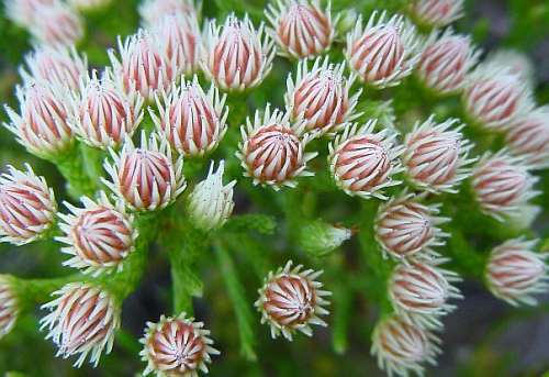 Brunia paleacea Syn: Nebelia paleacea seeds