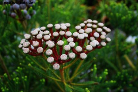 Brunia stokoei Bruniaceae seeds