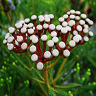 Brunia stokoei Bruniaceae Samen