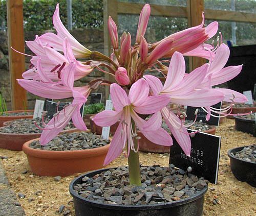 Brunsvigia bosmaniae candelabra lily seeds