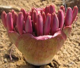 Brunsvigia bosmaniae candelabra lily seeds