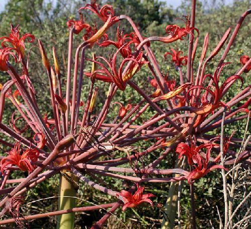 Brunsvigia littoralis Amaryllidaceae seeds