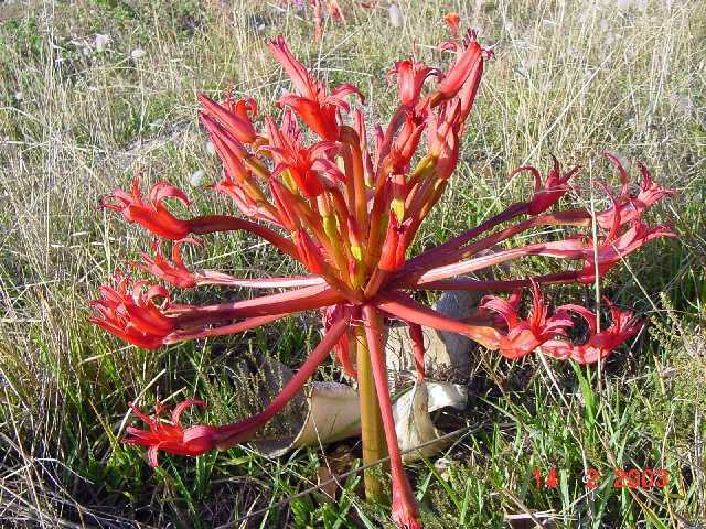 Brunsvigia orientalis candelabra flower seeds