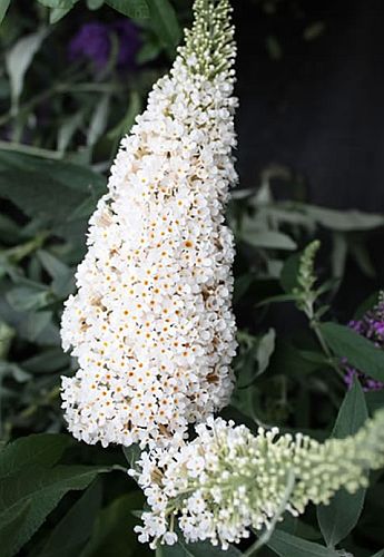 Buddleja asiatica White Butterfly Bush seeds