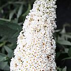 Buddleja asiatica