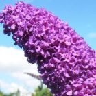 Buddleja davidii  semillas