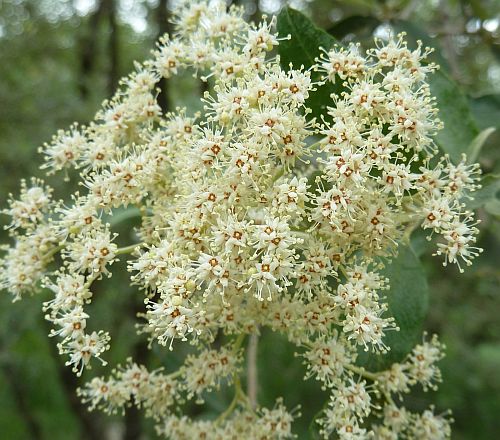 Buddleja saligna False Olive seeds