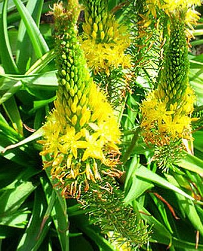 Bulbine latifolia Broad-leaved Bulbine seeds